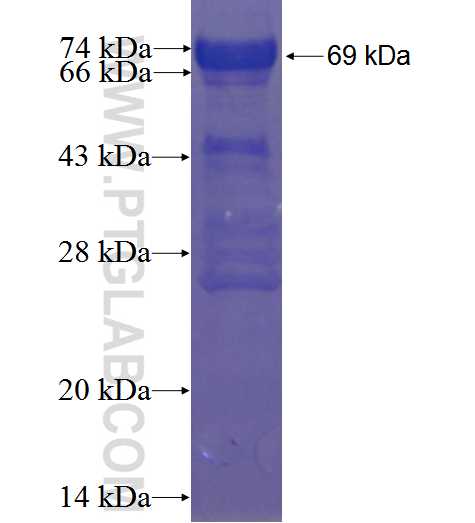 ZNF828 fusion protein Ag23698 SDS-PAGE