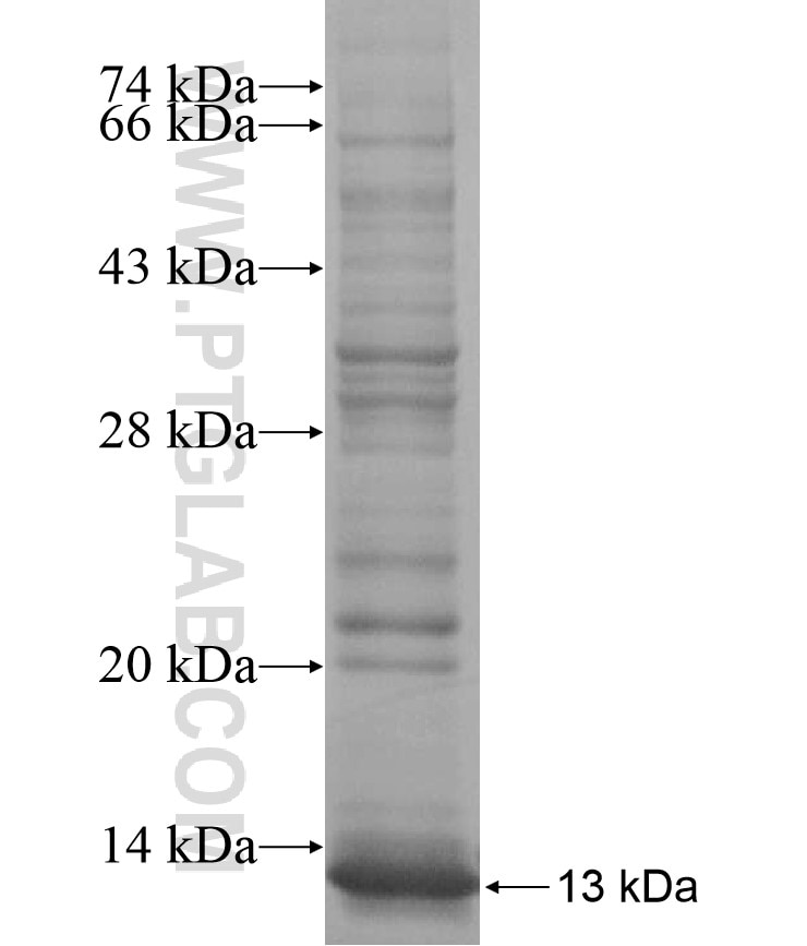 ZNF829 fusion protein Ag17324 SDS-PAGE