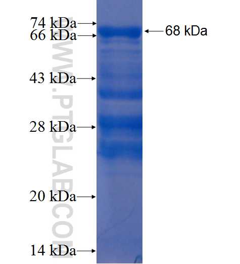 ZNF830 fusion protein Ag22538 SDS-PAGE
