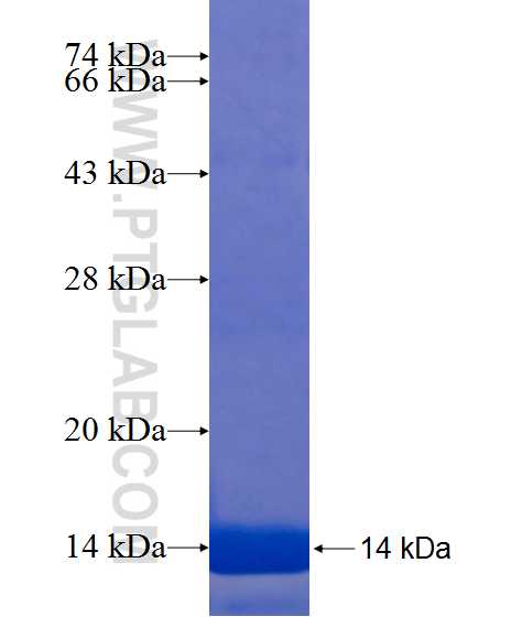 ZNF846 fusion protein Ag21687 SDS-PAGE