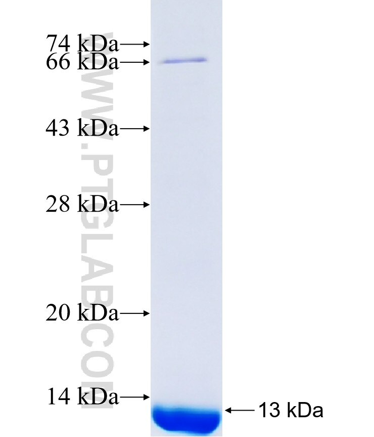 ZNF91 fusion protein Ag41366 SDS-PAGE