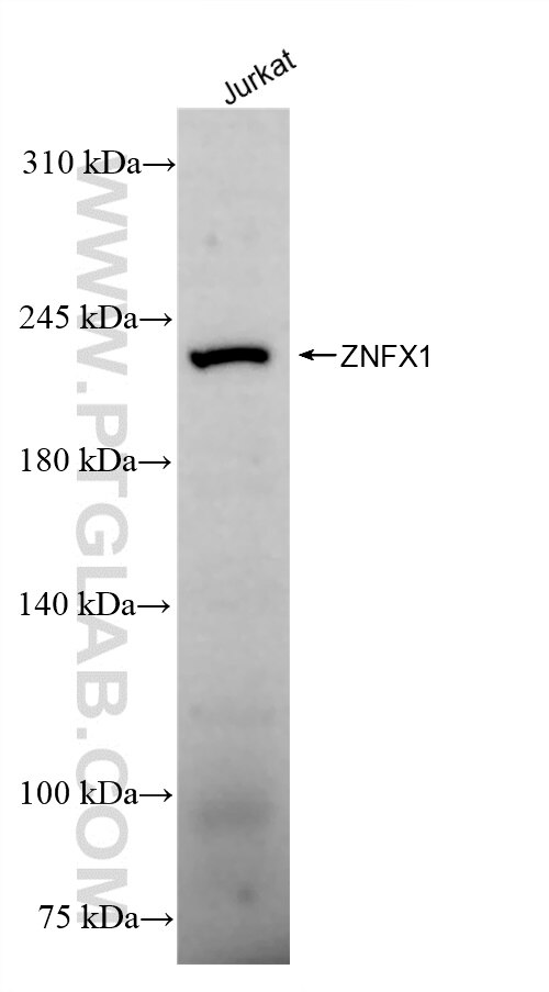 Western Blot (WB) analysis of Jurkat cells using ZNFX1 Recombinant antibody (84450-1-RR)