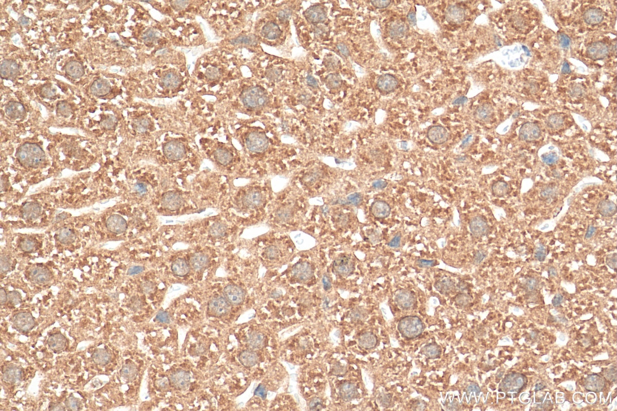 Immunohistochemistry (IHC) staining of mouse liver tissue using ZNHIT1 Polyclonal antibody (16595-1-AP)