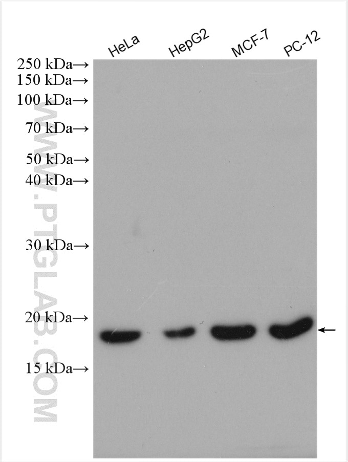 Western Blot (WB) analysis of various lysates using ZNHIT1 Polyclonal antibody (16595-1-AP)