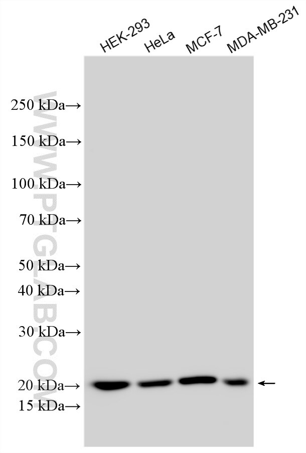 WB analysis using 16595-1-AP (same clone as 16595-1-PBS) Western Blot (WB) analysis of various lysates using ZNHIT1 Polyclonal antibody (16595-1-AP)