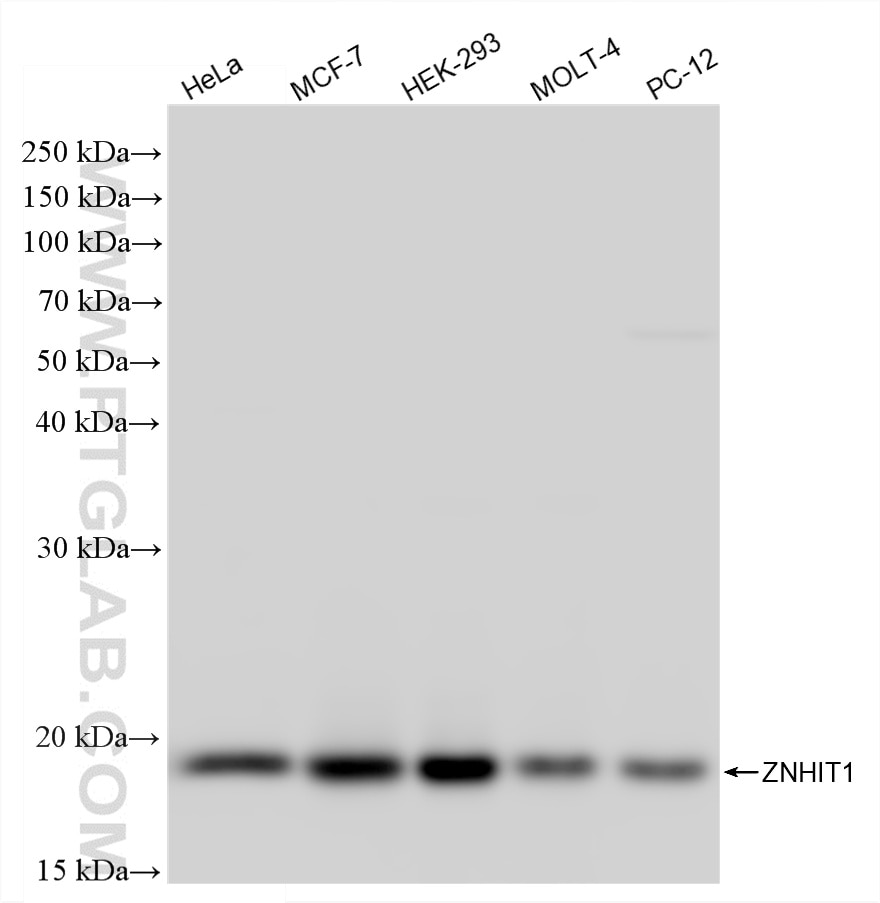 Western Blot (WB) analysis of various lysates using ZNHIT1 Recombinant monoclonal antibody (87390-1-RR)