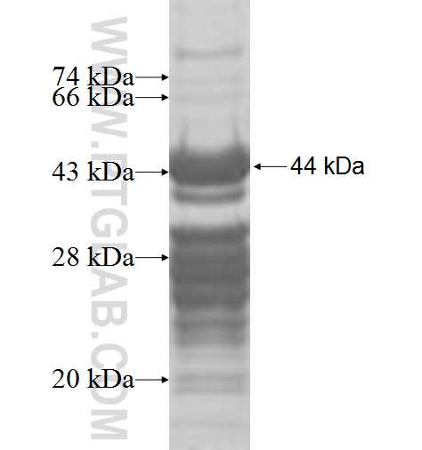ZNHIT1 fusion protein Ag9741 SDS-PAGE