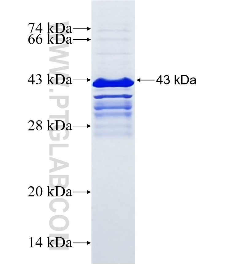 ZNHIT1 fusion protein Ag9741 SDS-PAGE