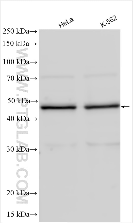 Western Blot (WB) analysis of various lysates using ZNHIT2 Polyclonal antibody (16885-1-AP)