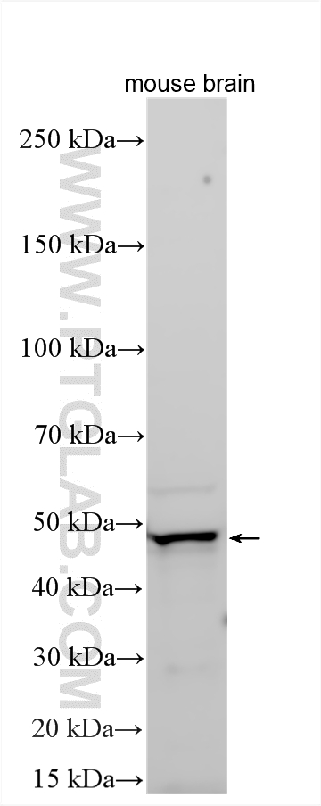 Western Blot (WB) analysis of various lysates using ZNHIT2 Polyclonal antibody (16885-1-AP)