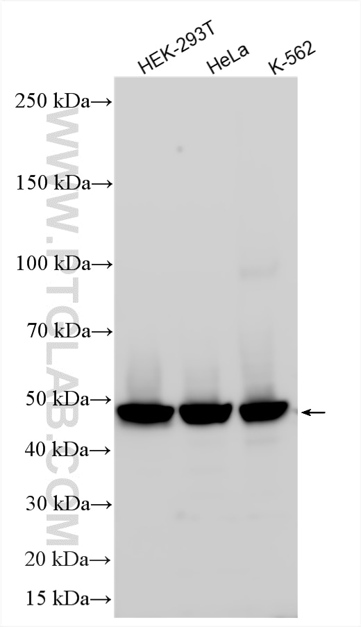 Western Blot (WB) analysis of various lysates using ZNHIT2 Polyclonal antibody (16885-1-AP)