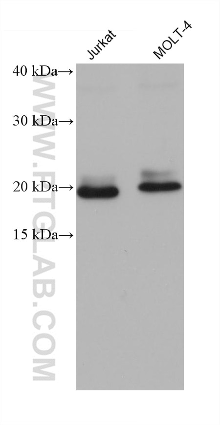 Western Blot (WB) analysis of various lysates using ZNHIT3 Monoclonal antibody (68331-1-Ig)