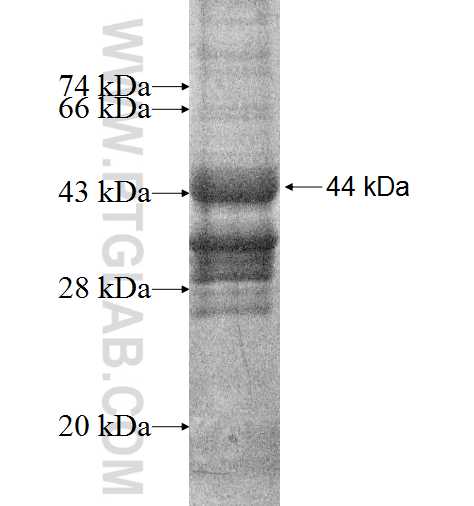 ZNHIT3 fusion protein Ag2405 SDS-PAGE