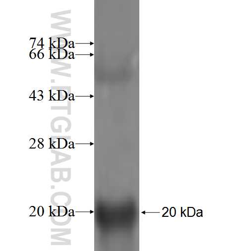 ZNRD1 fusion protein Ag5873 SDS-PAGE