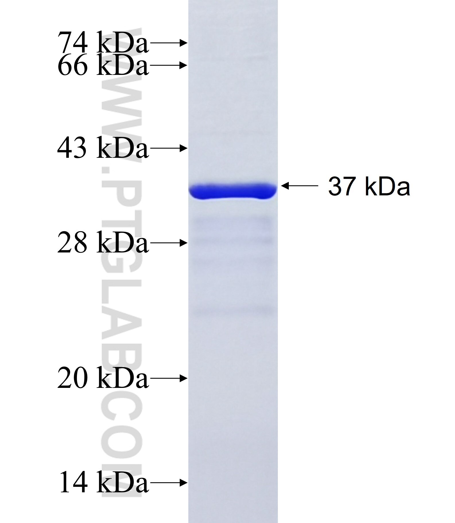 ZNRF4 fusion protein Ag22149 SDS-PAGE