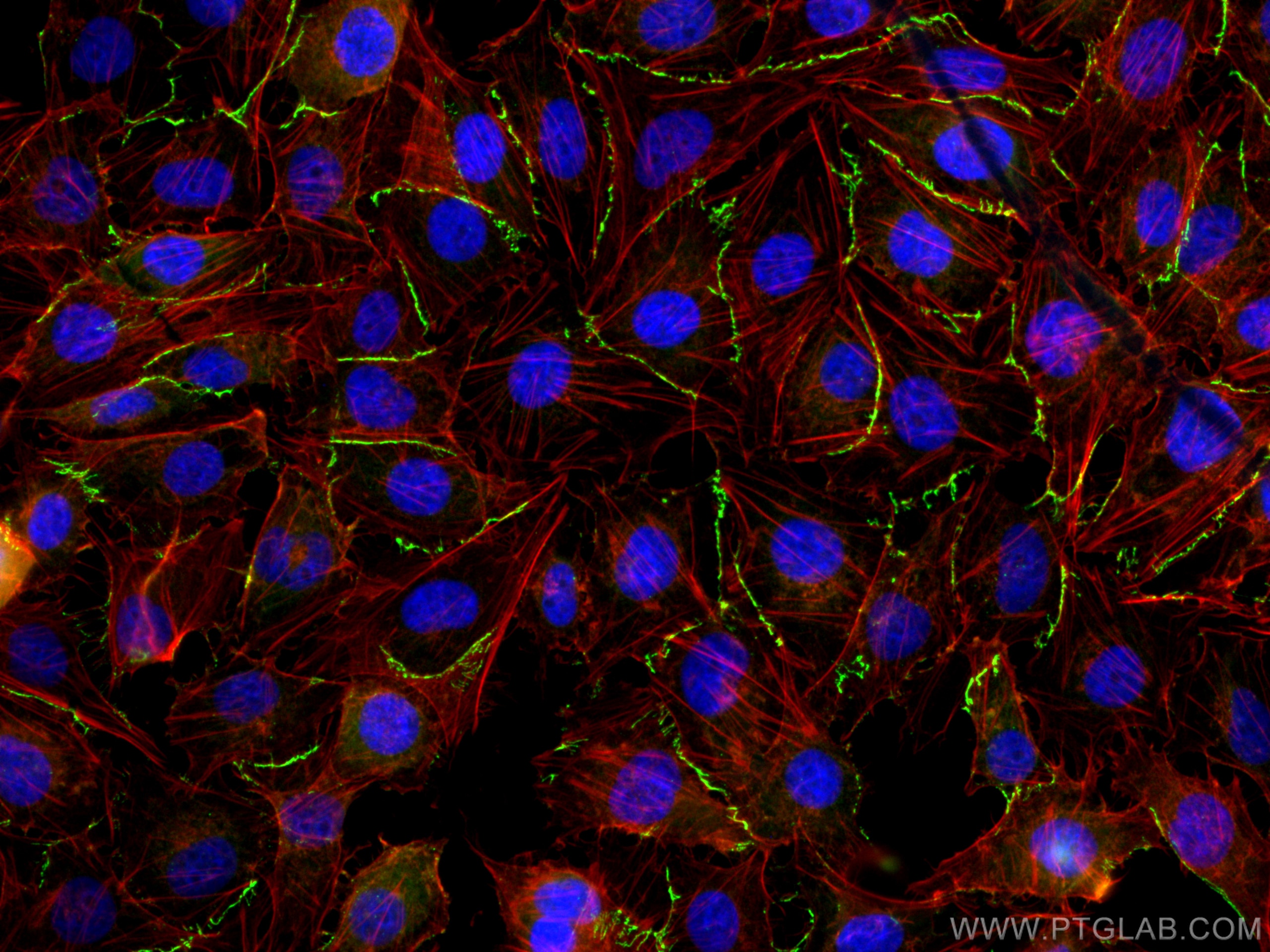 Immunofluorescence (IF) / fluorescent staining of HUVEC cells using CoraLite®488-conjugated ZO-1 Polyclonal antibody (CL488-21773)