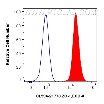 1x10^6 MCF-7 cells were intracellularly stained with 0.8 ug CoraLite®594-conjugated ZO-1 Polyclonal antibody (CL594-21773)(red),  or 0.8 ug Isotype Control (blue). Cells were fixed and permeabilized with Intracellular Flow Cytometry Fixation & Permeabilization Buffer Kit (PF00019). Flow cytometry (FC) experiment of MCF-7 cells using CoraLite®594-conjugated ZO-1 Polyclonal antibody (CL594-21773)