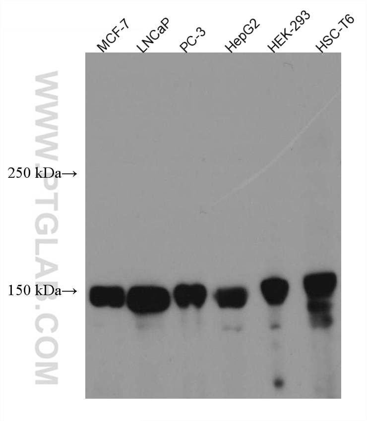 Western Blot (WB) analysis of various lysates using ZO-2 Monoclonal antibody (67387-1-Ig)