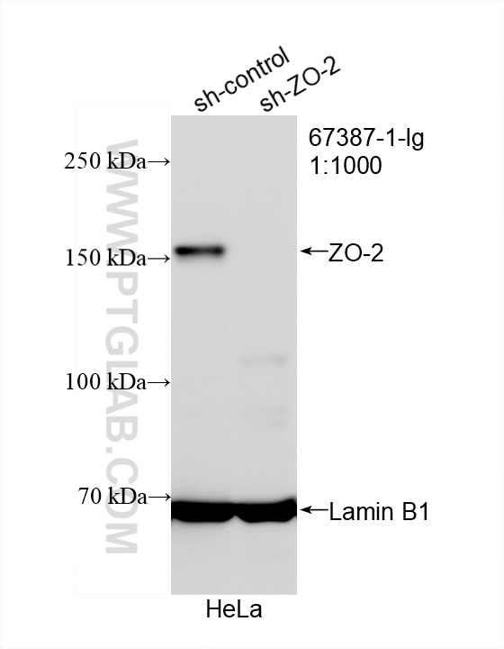 Western Blot (WB) analysis of HeLa cells using ZO-2 Monoclonal antibody (67387-1-Ig)