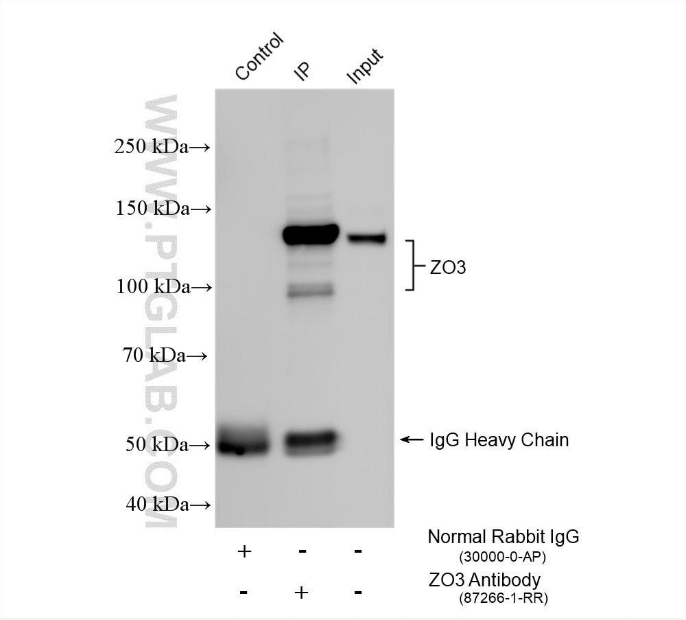 IP experiment of HT-29 using 87266-1-RR Immunoprecipitation (IP) experiment of HT-29 cells using ZO-3 Recombinant monoclonal antibody (87266-1-RR)