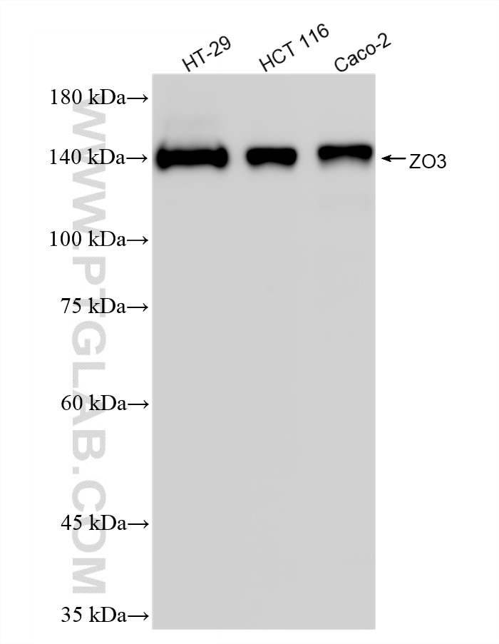 WB analysis using 87266-1-RR Western Blot (WB) analysis of various lysates using ZO-3 Recombinant monoclonal antibody (87266-1-RR)