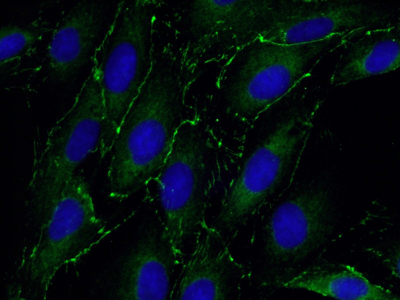 ZO-1 Polyclonal antibody