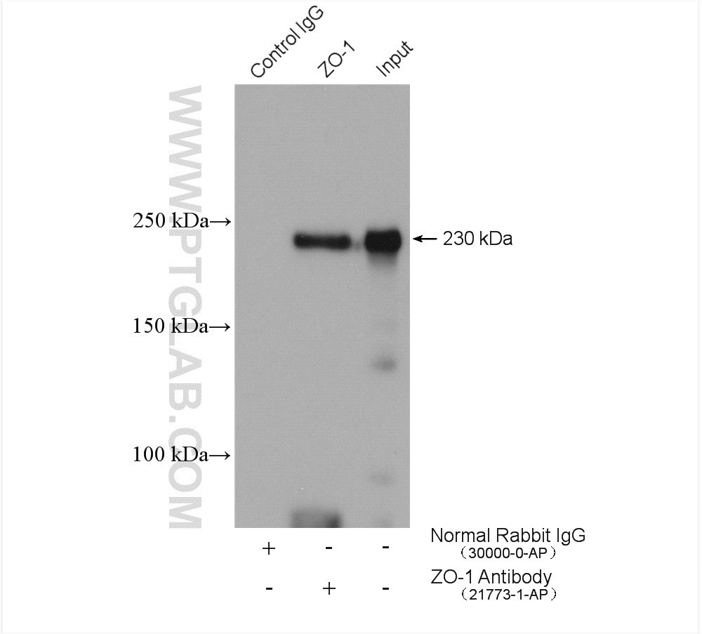 Immunoprecipitation (IP) experiment of HEK-293 cells using ZO-1 Polyclonal antibody (21773-1-AP)