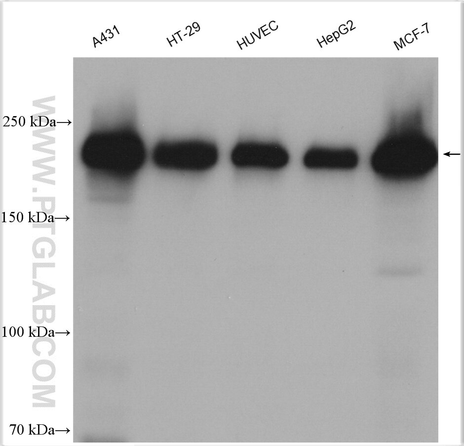 Western Blot (WB) analysis of various lysates using ZO-1 Polyclonal antibody (21773-1-AP)