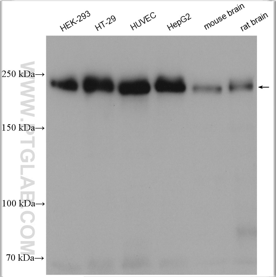 Western Blot (WB) analysis of various lysates using ZO-1 Polyclonal antibody (21773-1-AP)