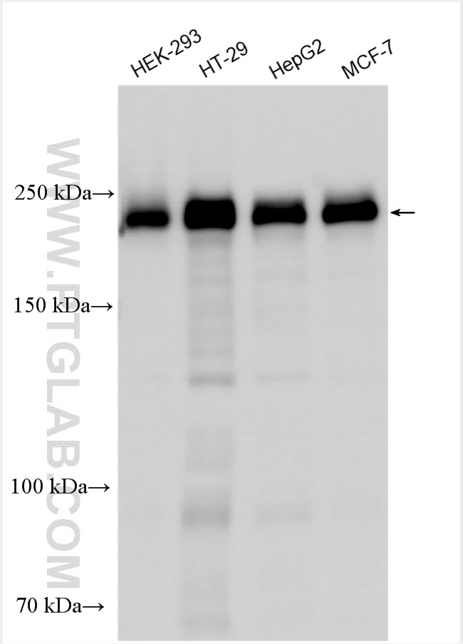 Western Blot (WB) analysis of various lysates using ZO-1 Polyclonal antibody (21773-1-AP)