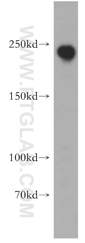 ZO-1 Polyclonal antibody