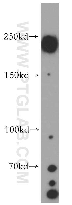 Western Blot (WB) analysis of COLO 320 cells using ZO-1 Polyclonal antibody (21773-1-AP)