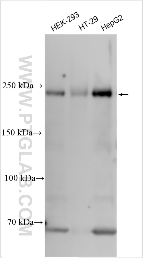 Western Blot (WB) analysis of various lysates using ZO-1 Polyclonal antibody (30487-1-AP)