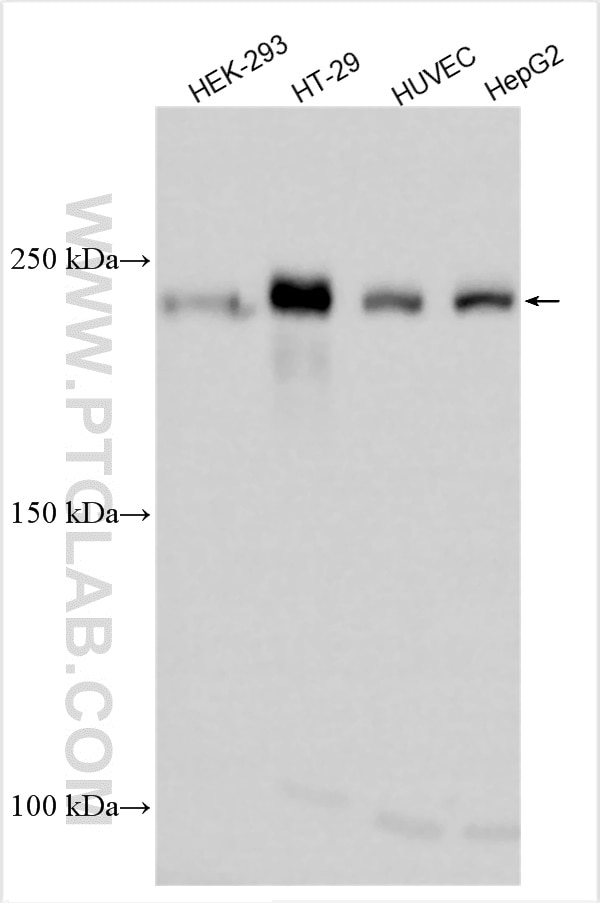 Western Blot (WB) analysis of various lysates using ZO-1 Polyclonal antibody (30487-1-AP)