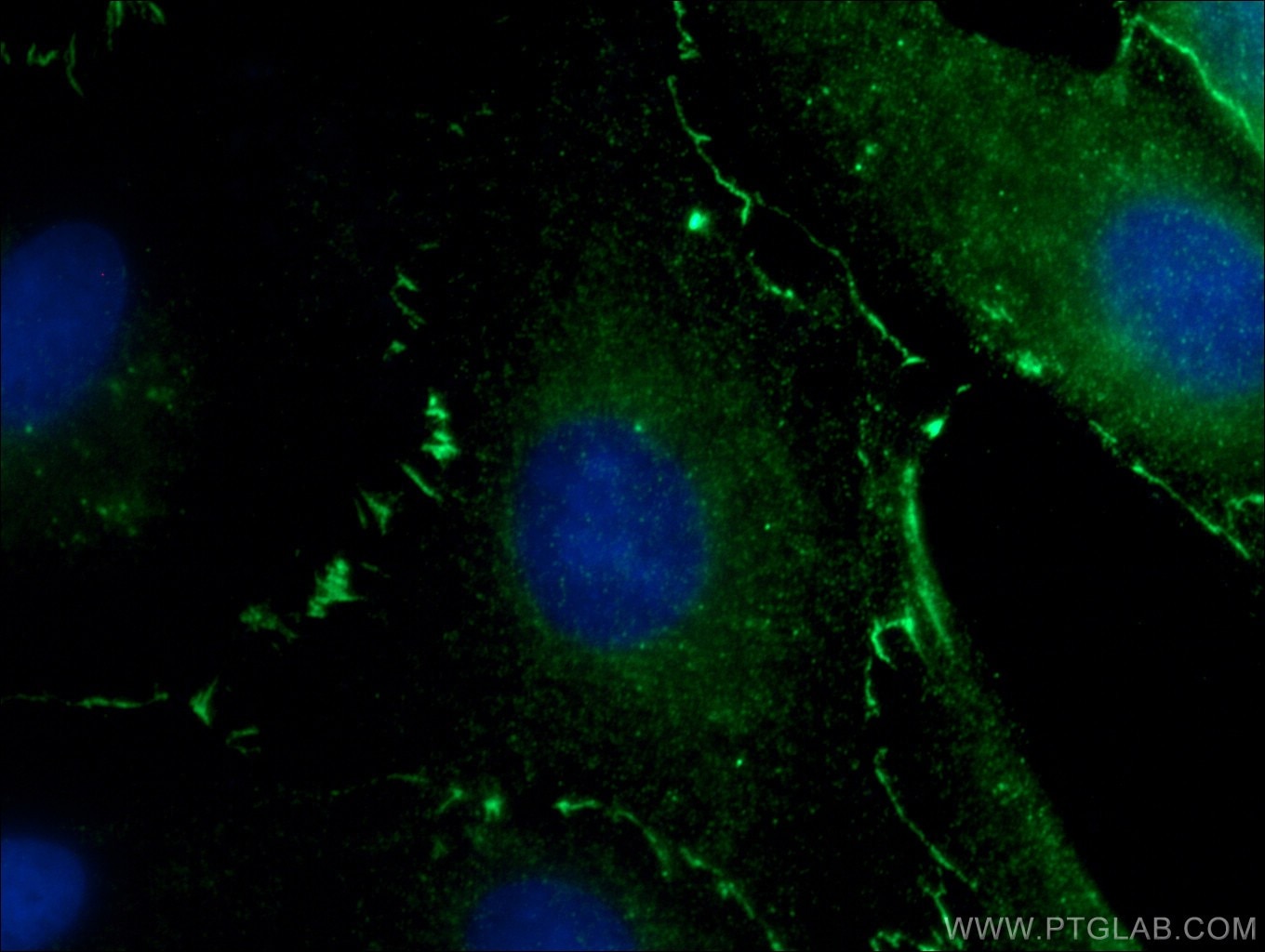 Immunofluorescence (IF) / fluorescent staining of MDCK cells using ZO-1 Monoclonal antibody (66452-1-Ig)