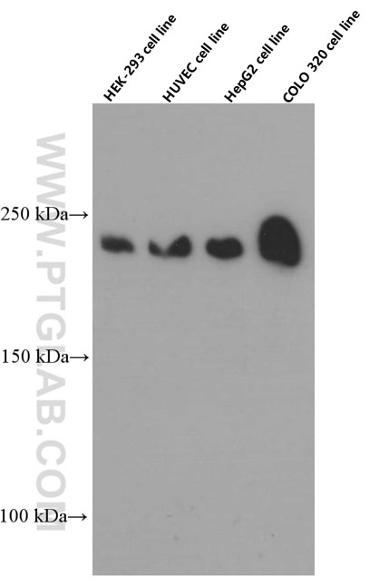 ZO-1 Monoclonal antibody