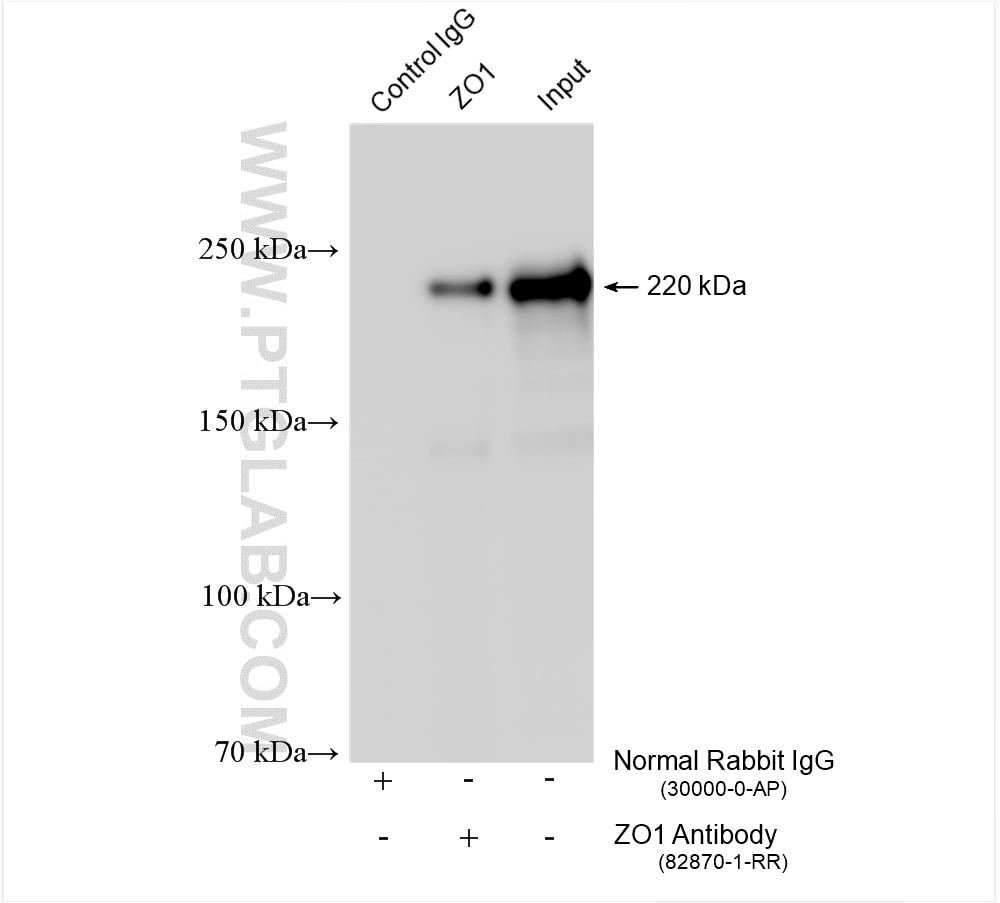 Immunoprecipitation (IP) experiment of HEK-293 cells using ZO-1 Recombinant antibody (82870-1-RR)