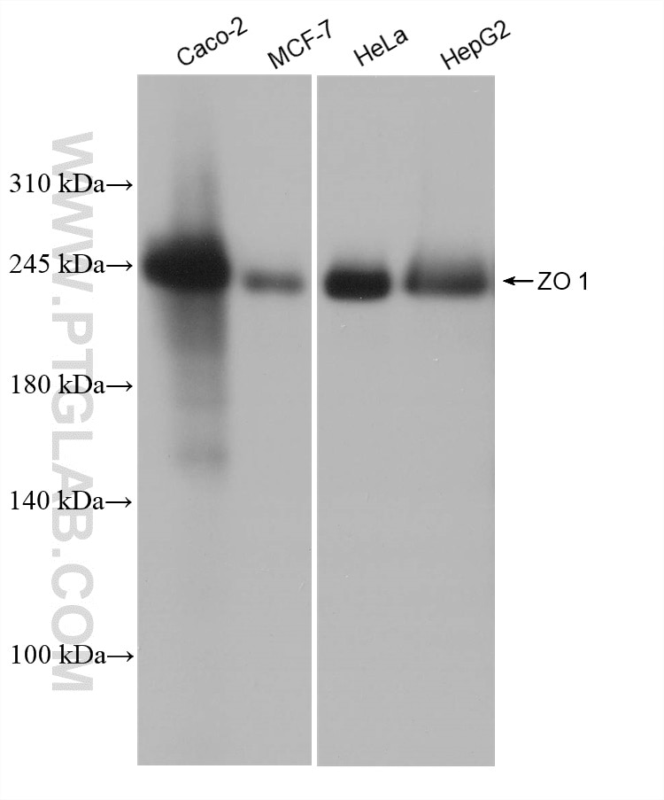 Western Blot (WB) analysis of various lysates using ZO1 Recombinant antibody (82870-1-RR)