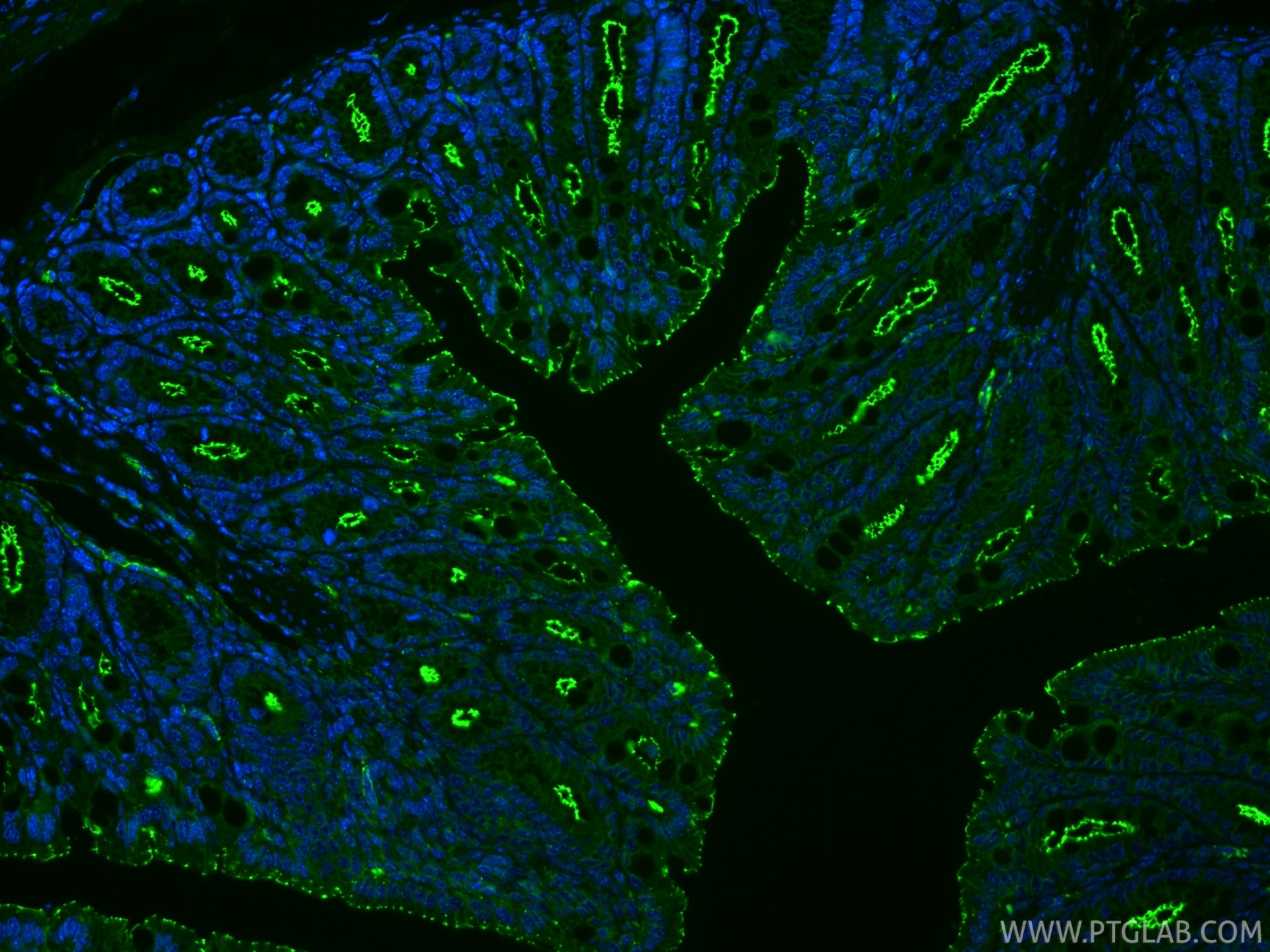 Immunofluorescence (IF) / fluorescent staining of mouse colon tissue using ZO-1 Recombinant monoclonal antibody (82870-7-RR)