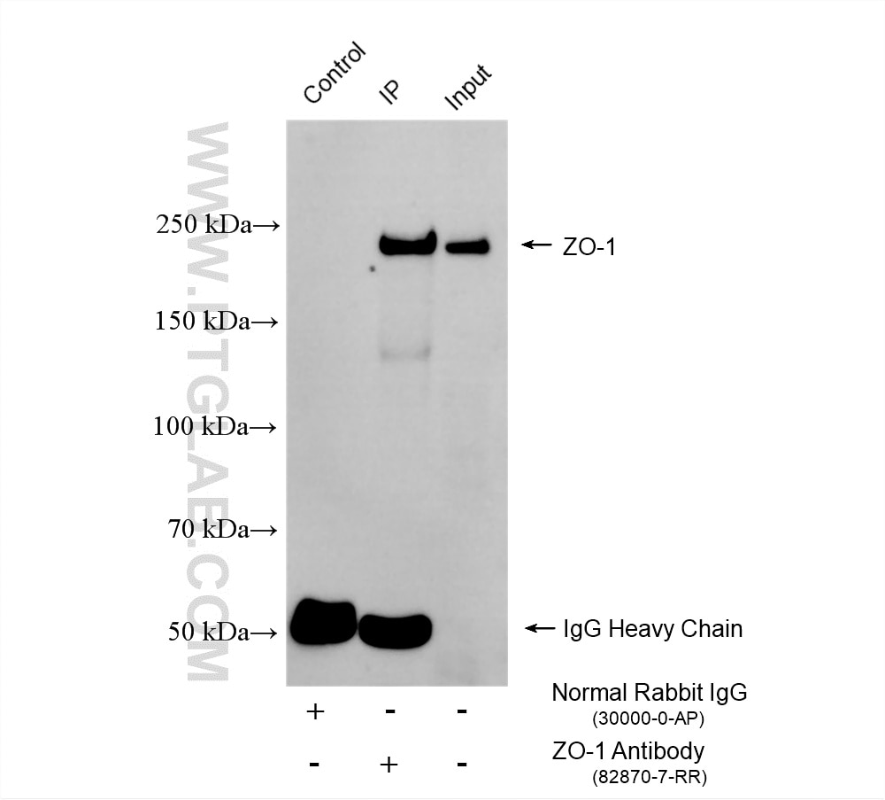 Immunoprecipitation (IP) experiment of HEK-293 cells using ZO-1 Recombinant monoclonal antibody (82870-7-RR)