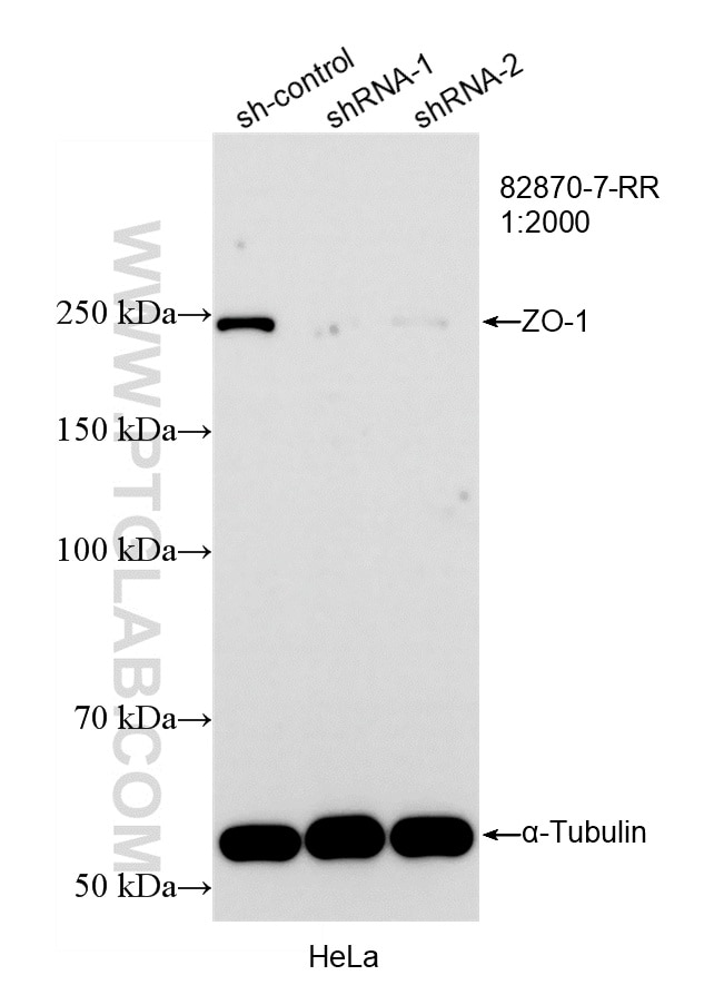 Western Blot (WB) analysis of HeLa cells using ZO-1 Recombinant monoclonal antibody (82870-7-RR)