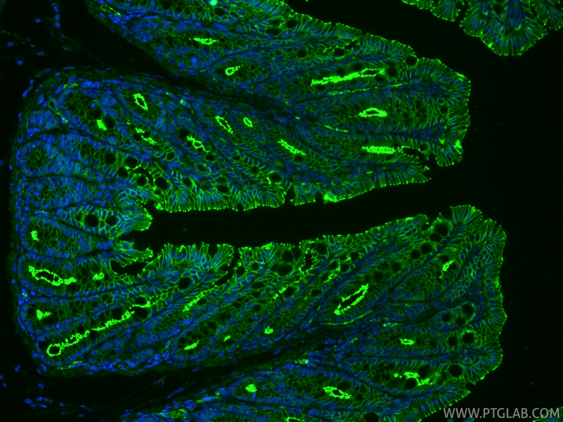 IF Staining of mouse colon using RMX00002 Immunofluorescence (IF) / fluorescent staining of mouse colon tissue using Multi-rAb® ZO-1 Multi-Recombinant antibody (RMX00002)