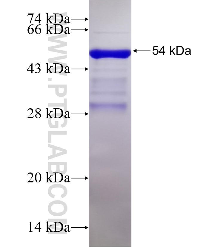 ZO1 fusion protein Ag33182 SDS-PAGE