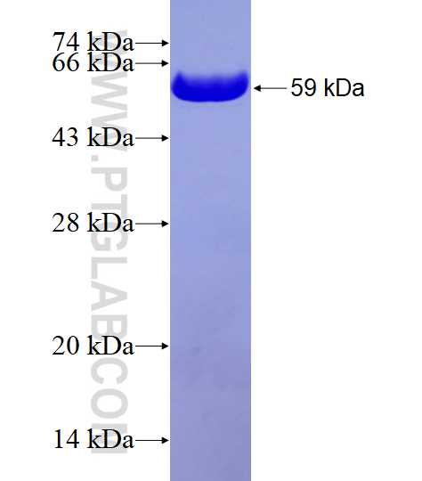 ZO1 fusion protein Ag16454 SDS-PAGE
