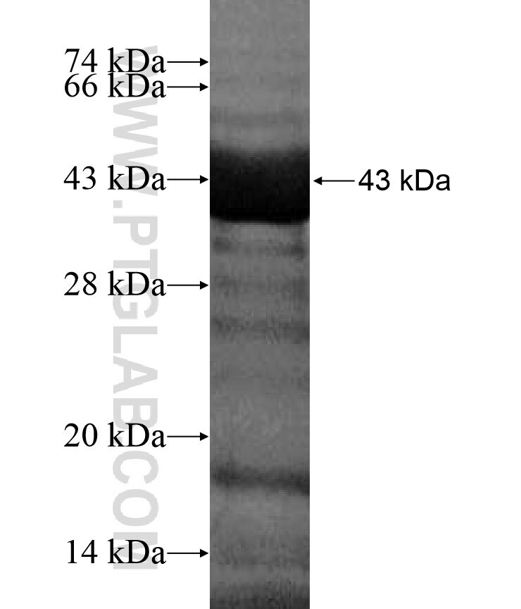 ZO1 fusion protein Ag17387 SDS-PAGE