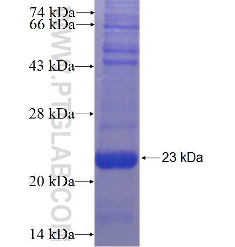 ZP1 fusion protein Ag23493 SDS-PAGE