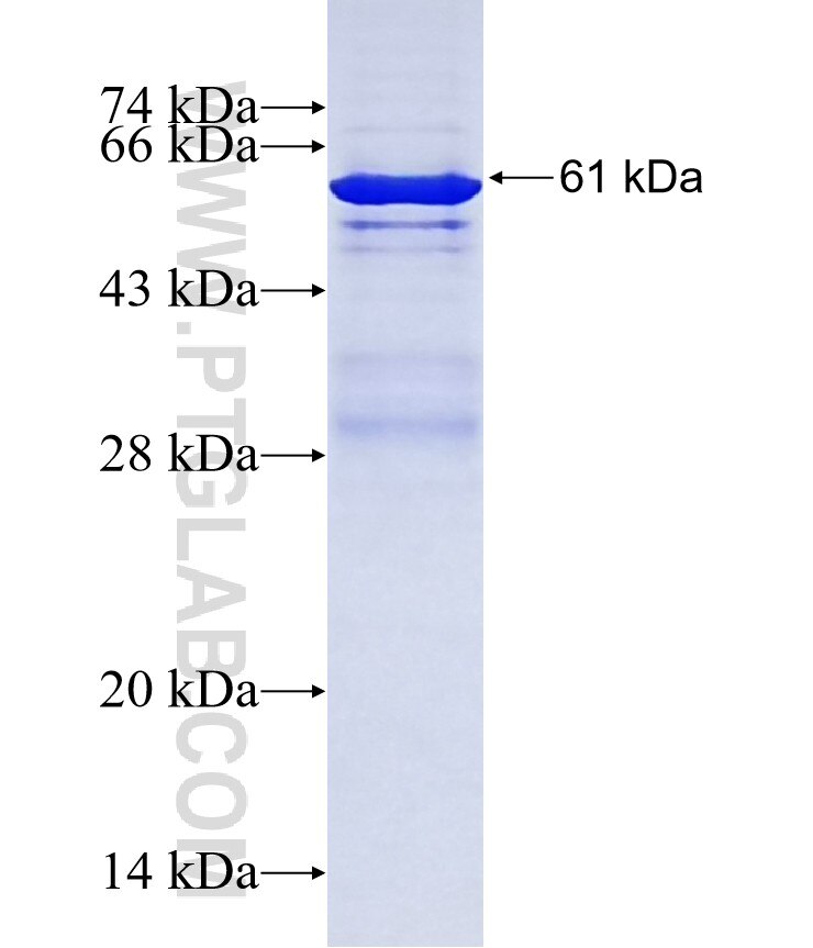 ZP2 fusion protein Ag16386 SDS-PAGE