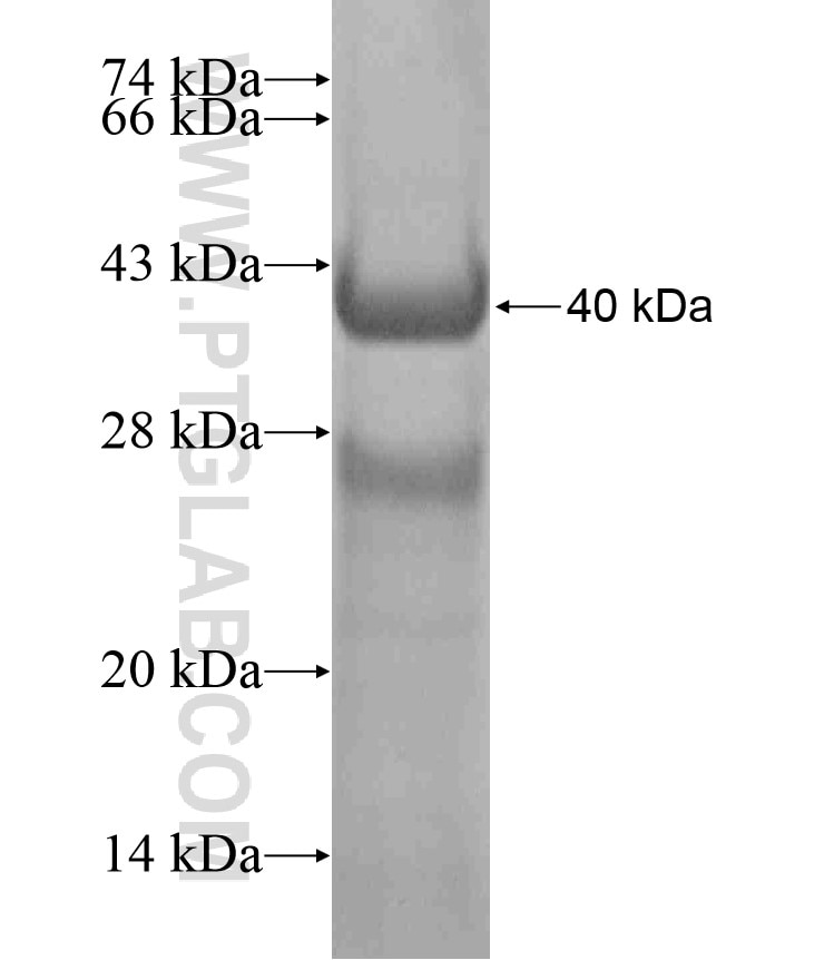 ZP2 fusion protein Ag17127 SDS-PAGE