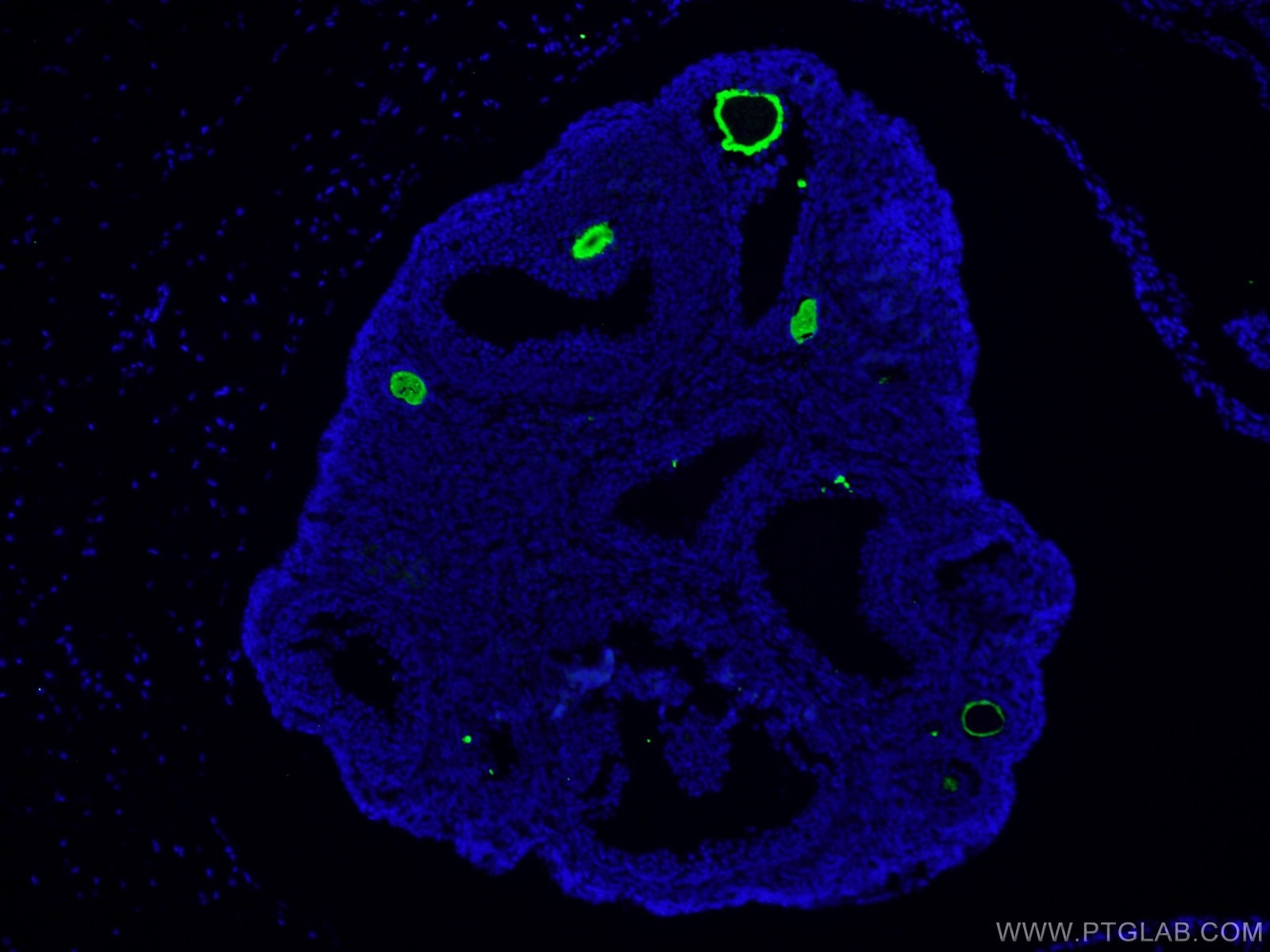 Immunofluorescence (IF) / fluorescent staining of mouse ovary tissue using ZP3 Polyclonal antibody (21279-1-AP)