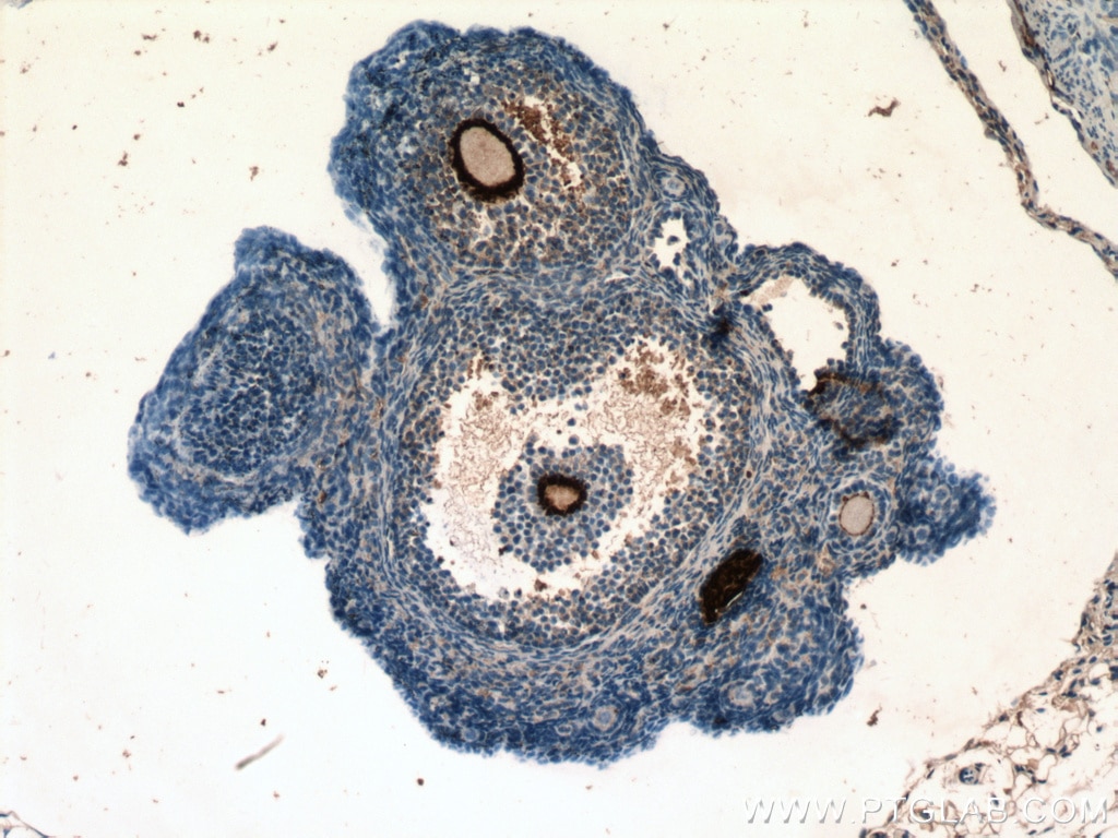 IHC staining of mouse ovary using 21279-1-AP